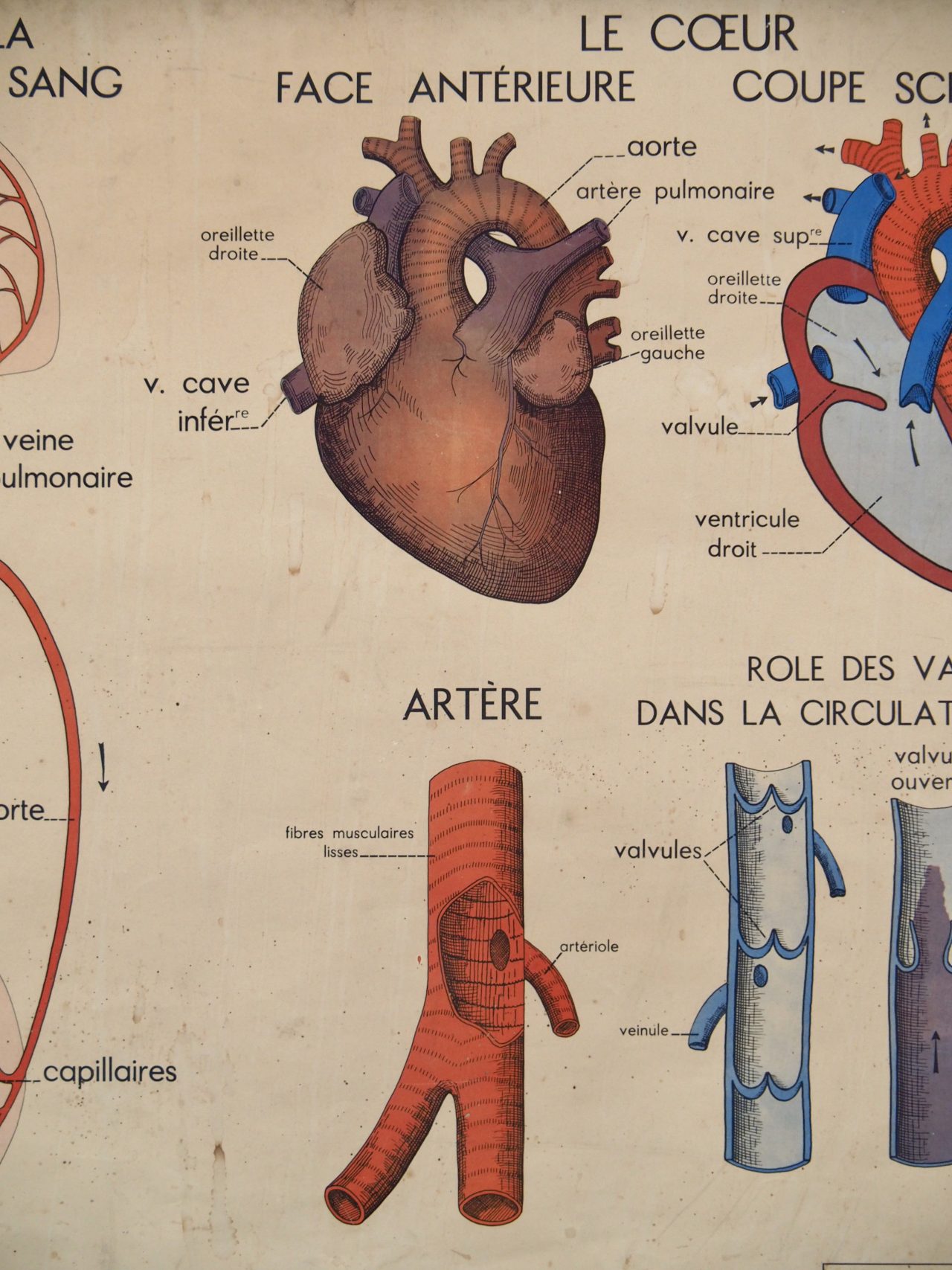 Affiche rossignol le coeur 3