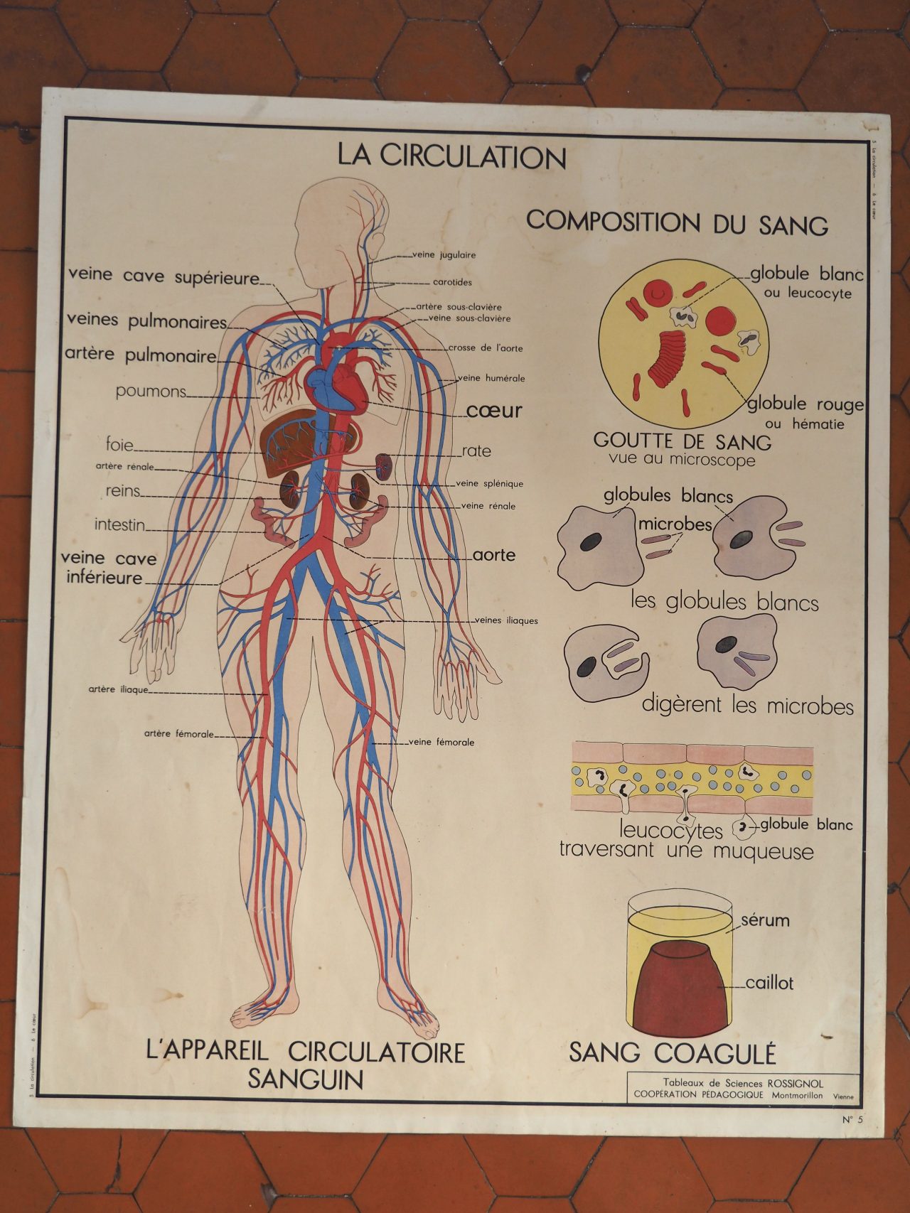 Affiche rossignol la circulation 2