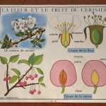 MaisonBoisDeRose affiche rossignol cerisier pomme de terre5