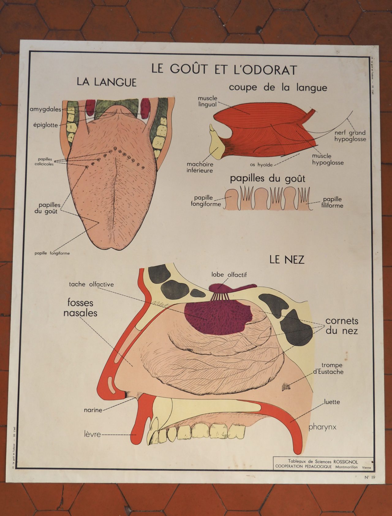 MaisonBoisDeRose affiche rossignol goût odorat oeil5