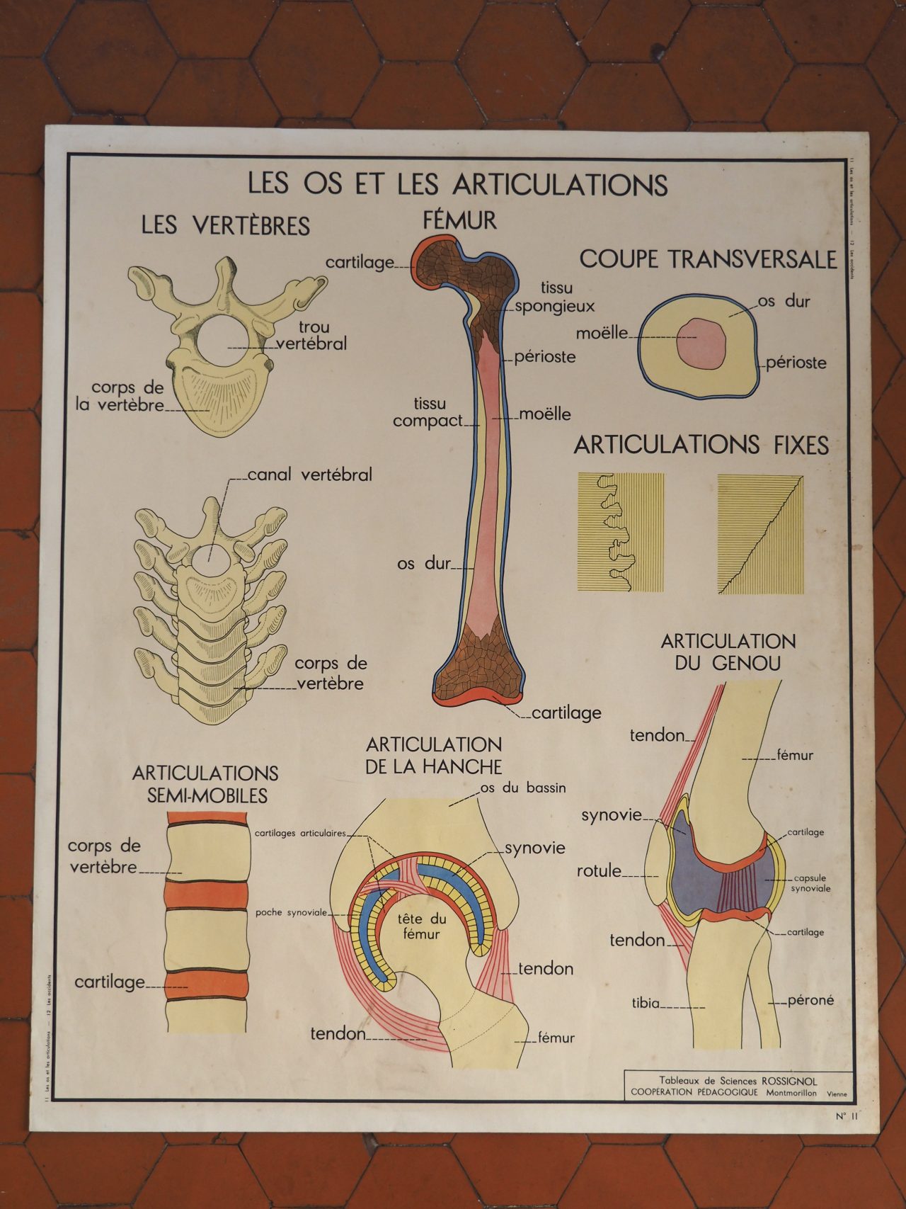 MaisonBoisDeRose affiche rossignol os articulations accidents6