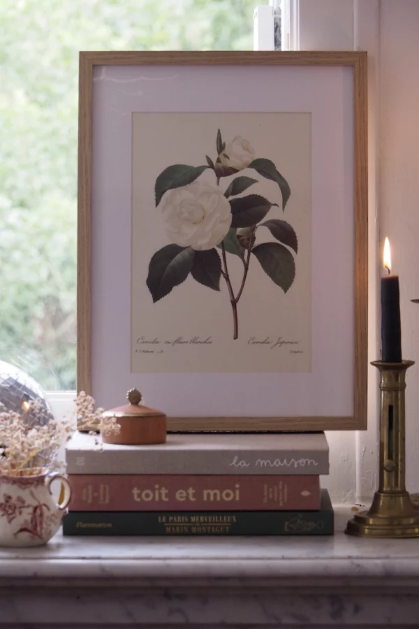 MaisonBoisDeRose Redouté camelia2