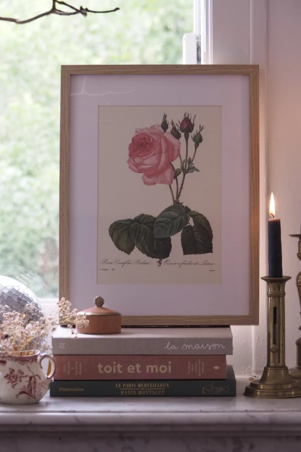 MaisonBoisDeRose Redouté rose3