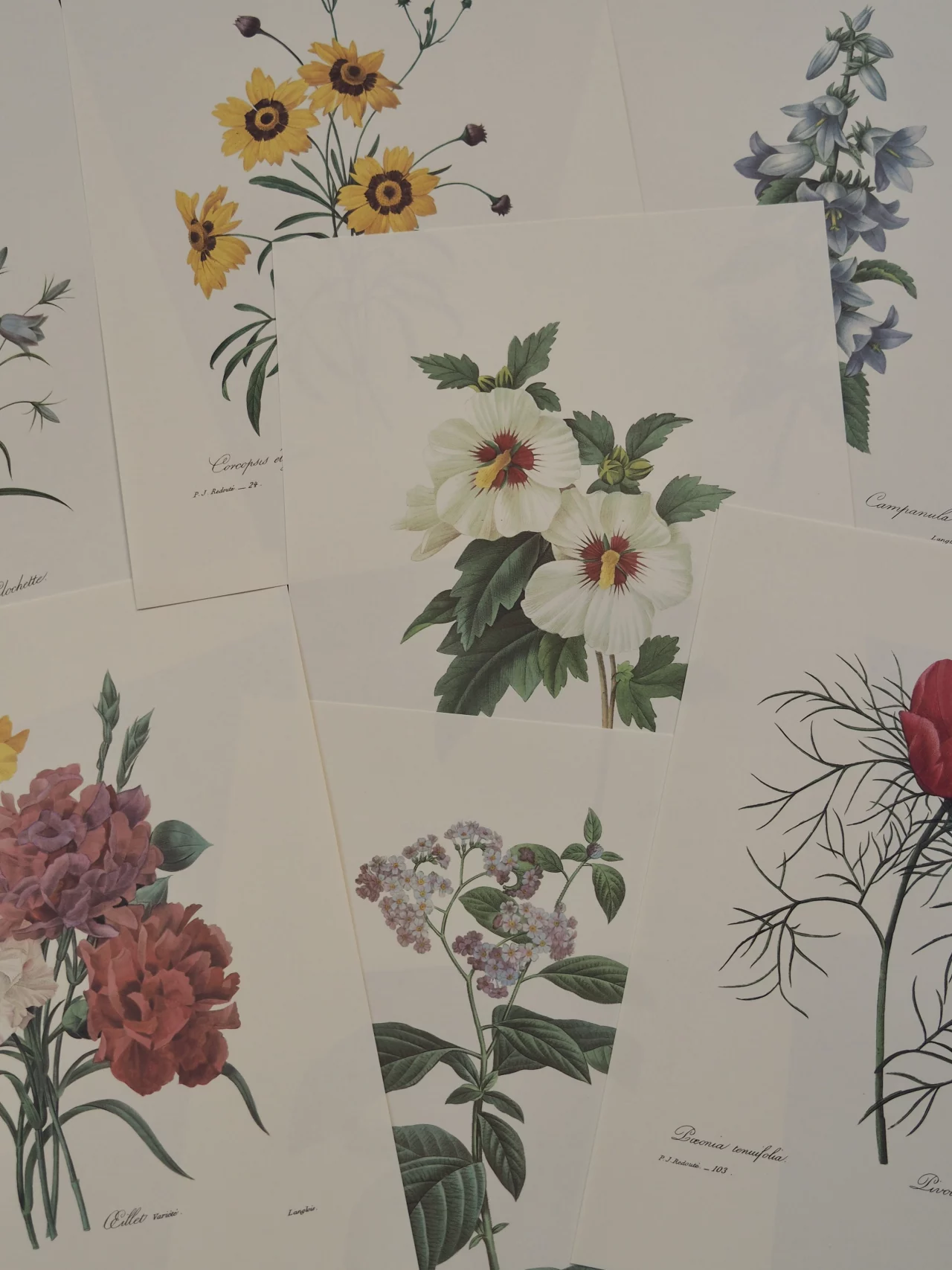 MaisonBoisDeRose Redouté3